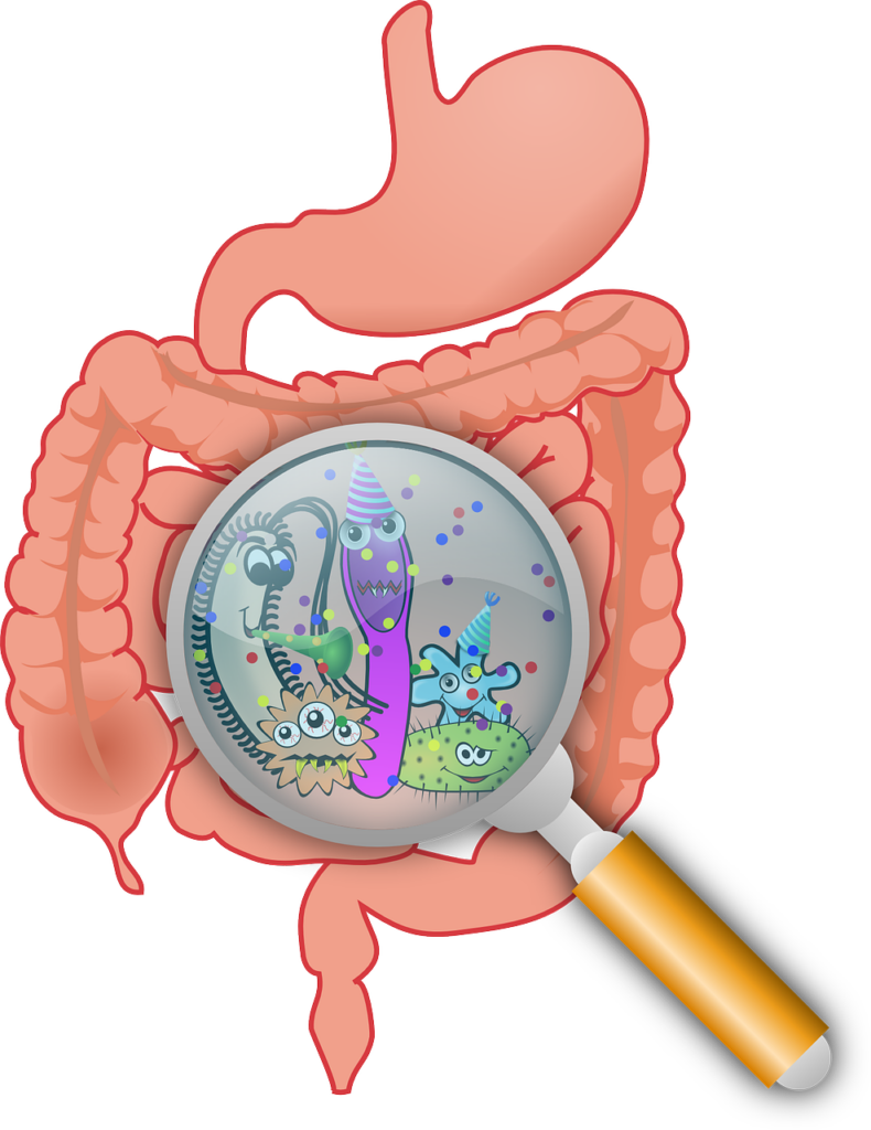 anatomy, bacteria, bacterium