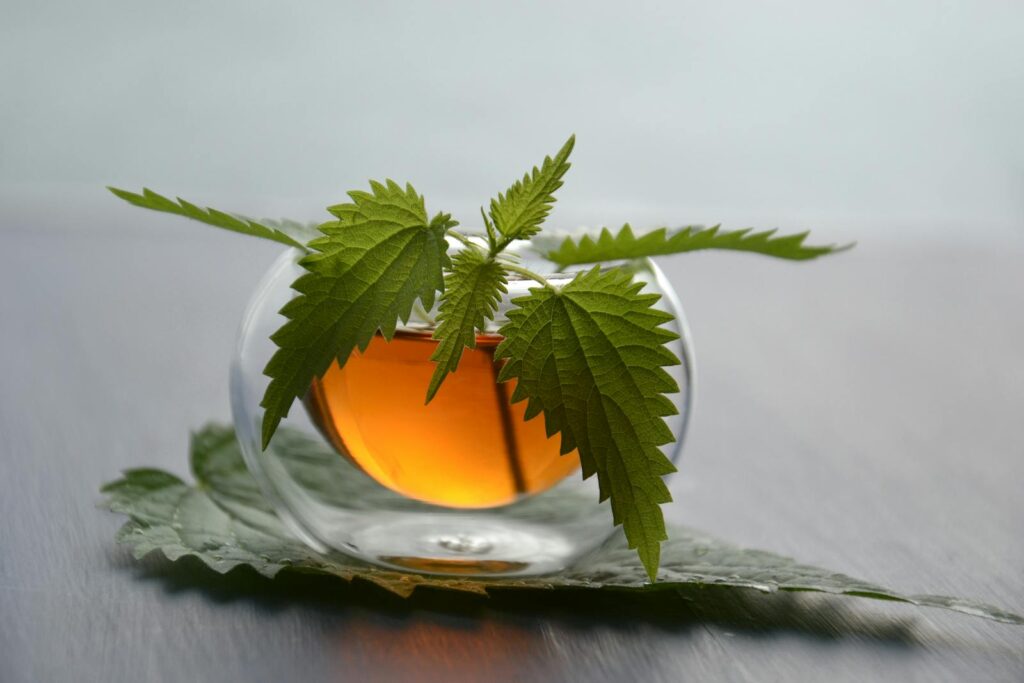 Inviting nettle tea in a glass cup adorned by fresh green leaves, offering a fresh herbal experience.