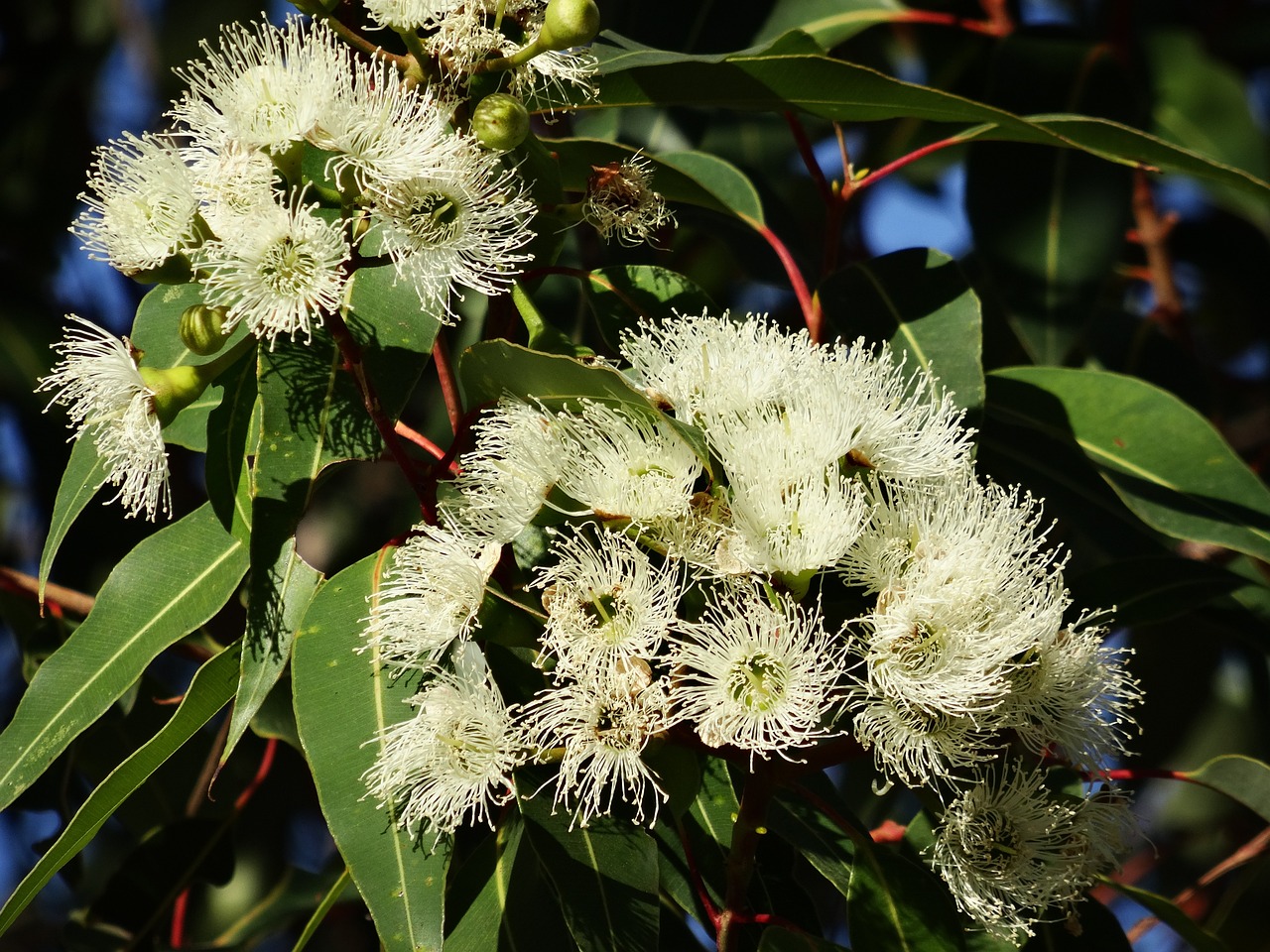 eucalyptus flower, australian eucalyptus, blooming eucalyptus branches